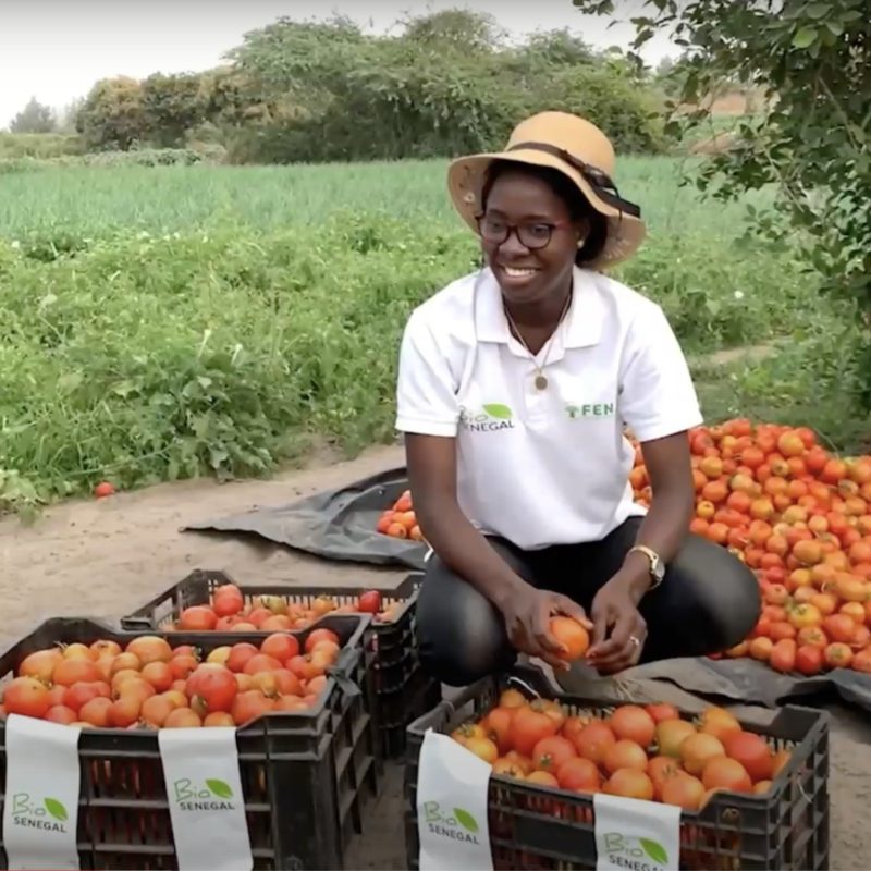 Un producteur accroupi devant ses cageots de tomates